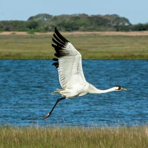 Team Page: Whooping Cranes